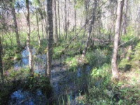 2016-05-10 12h15m48 - Bog - Gerda van der Meer